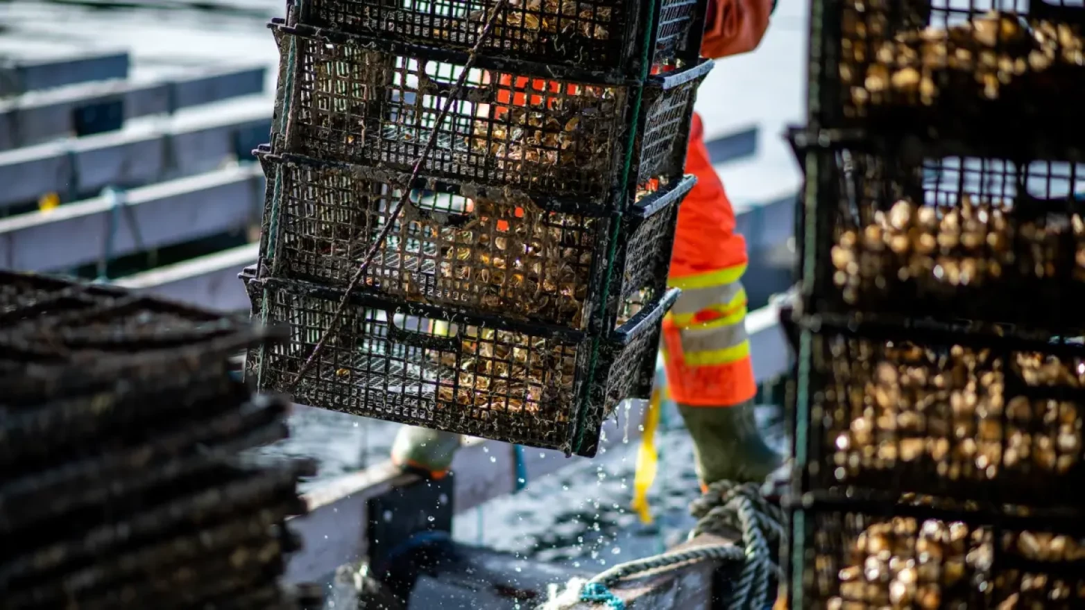 Oysters sitting on a boat as one basket of oysters is being lifted a way. 